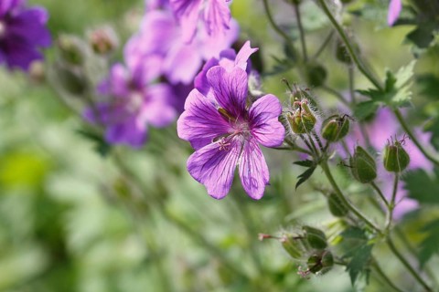 Cranesbill (Geranium) purple flowers