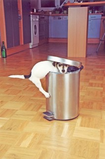 Jack Russell Terrier tries to raid the trash can