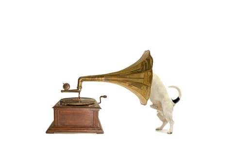 Jack Russell with gramophone