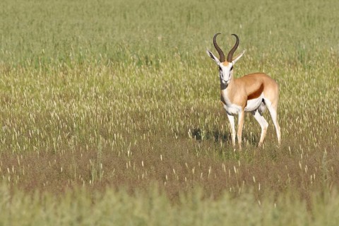 Springbok (Antidorcas marsupialis)