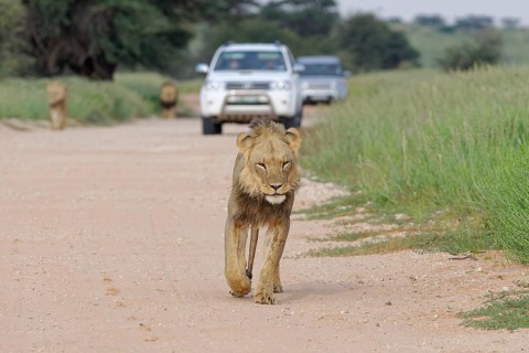 Black-maned lions (Panthera leo vernayi)