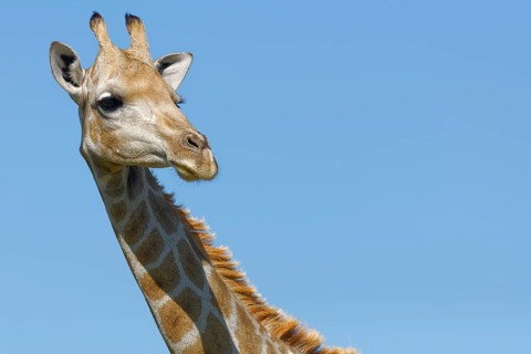 South African giraffe (Giraffa camelopardalis giraffa)