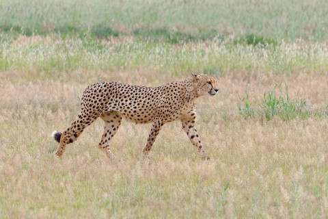 Cheetah (Acinonyx jubatus)