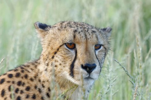 Cheetah (Acinonyx jubatus)
