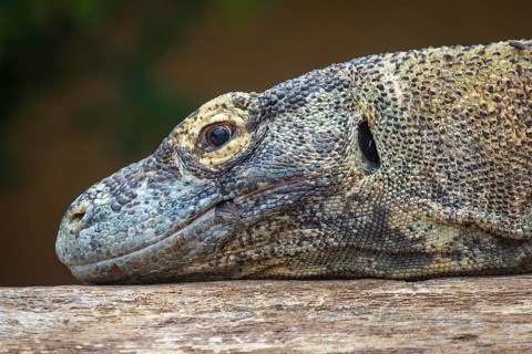 Komodo dragon or Komodo dragon or (Varanus komodoensis)