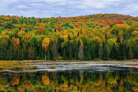 Autumn forest reflected in lake near La Minerve Laurentians Quebec Canada