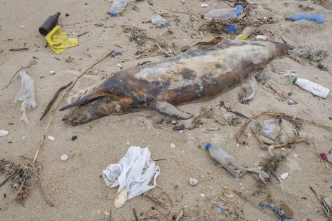 Dead Dolphin washed up on the sandy beach is surrounded by plastic garbage