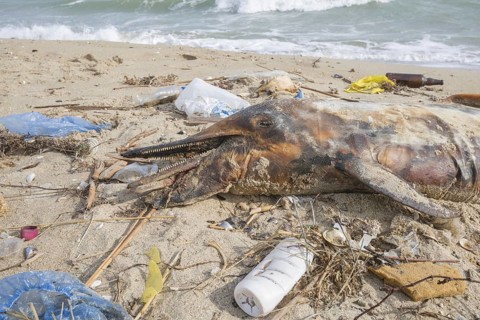 Dead Dolphin washed up on the sandy beach is surrounded by plastic garbage