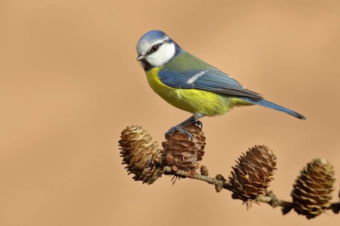 Blue tit (Parus caeruleus) sitting on cones of a larch