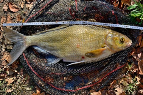 Common bream (Abramis brama) is measured after the catch