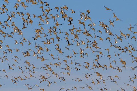 European golden plover (Pluvialis apricaria)