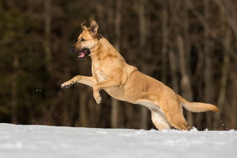 Mixed breed dog