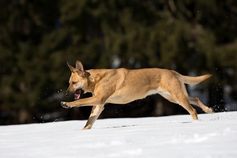Mixed breed dog