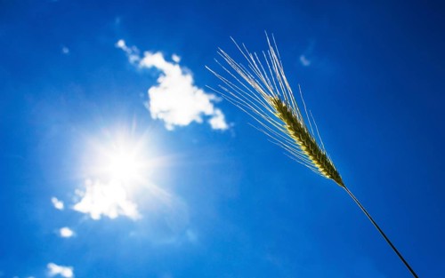 Barley (Hordeum vulgare)