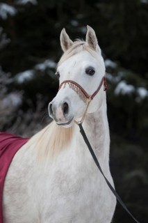 Thoroughbred Arabian mare