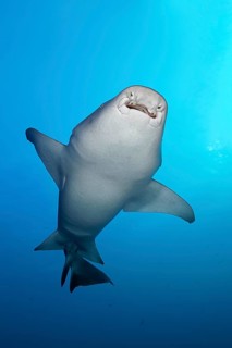 Tawny nurse shark (Nebrius ferrugineus) from below