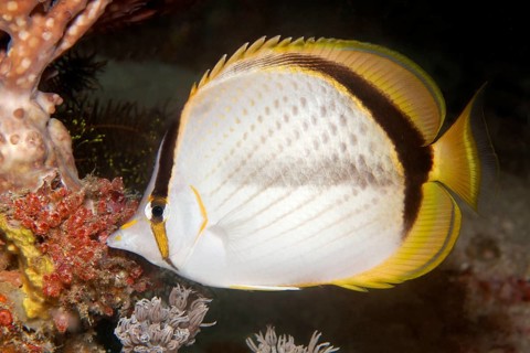 Gold spot butterfly fish (Chaetodon selene)