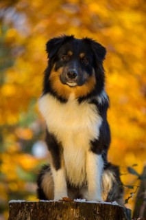 Young Australian Shepherd male in autumn
