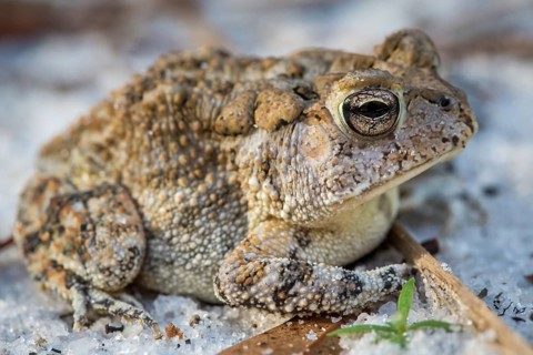 Oak toad (Anaxyrus Quercicus) sitting on sandy forest floor