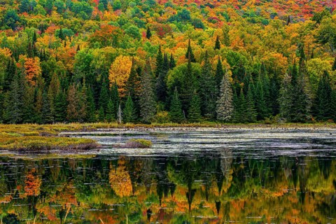 Autumn forest reflected in lake near La Minerve Laurentians Quebec Canada
