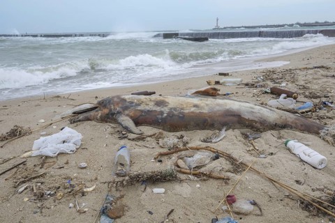 Dead Dolphin washed up on the sandy beach is surrounded by plastic garbage