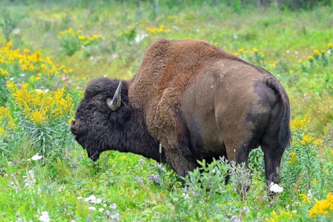 North American Wood bison (Bison bison athabascae)