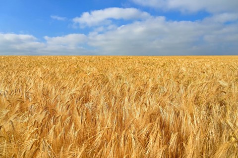 Barley (Hordeum vulgare)