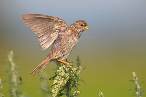 Corn bunting (Emberiza calandra)