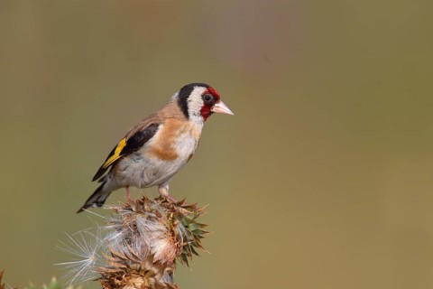 European goldfinch (Carduelis carduelis) sitting on a thistle (Carduus nutans)