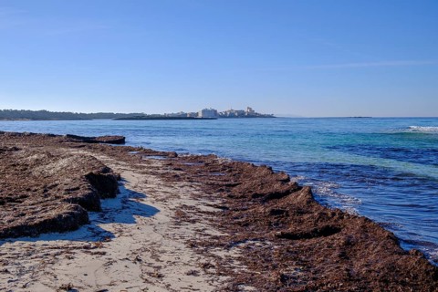 Seaweed washed up on the beach Es Trenc