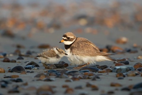 Ringed plover (Charadrius hiaticula) adult bird with juvenile chick on a shingle beach