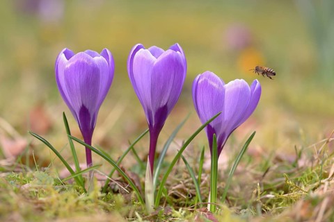 Crocuses (Crocus sp.)