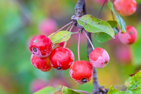 Red Sentinel' decorative apple Baden-Wuerttemberg