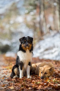 Australian Shepherd male and mixed-breed female in autumn foliage