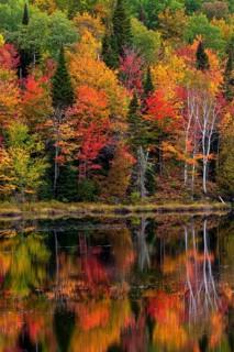 Autumn forest reflected in lake near La Minerve Laurentians Quebec Canada