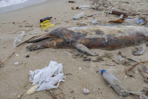 Dead Dolphin washed up on the sandy beach is surrounded by plastic garbage