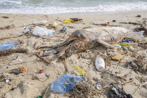 Dead Dolphin washed up on the sandy beach is surrounded by plastic garbage