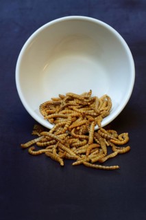 Dried mealworms in bowl