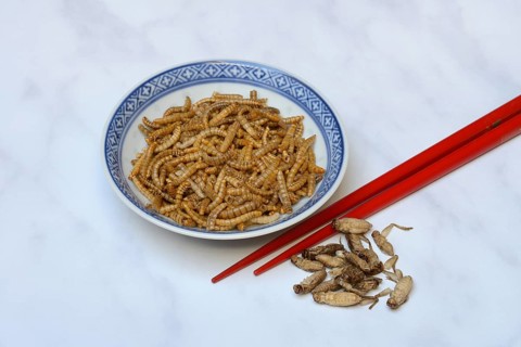 Dried mealworms in bowl and crickets with red chopsticks