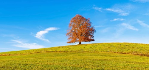 European Beech (Fagus sylvatica) in autumn