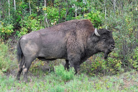 North American Wood bison (Bison bison athabascae)