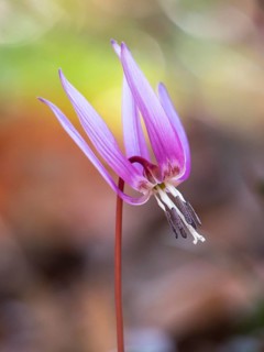 Flower of the rare Dog's tooth violetlily (Erythronium dens-canis)