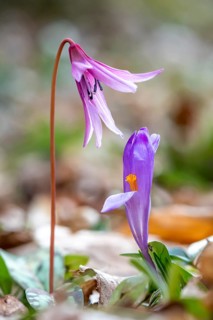 Dog's tooth violetlily (Erythronium dens-canis) and one Crocus (Crocus)