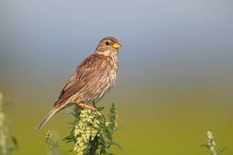 Corn bunting (Emberiza calandra)