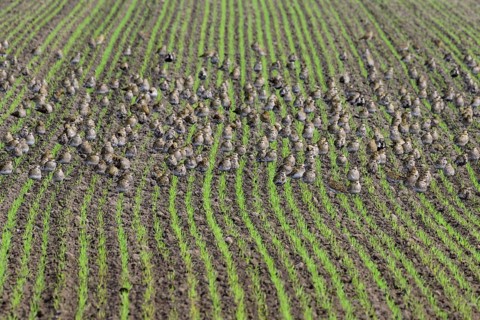 European golden plover (Pluvialis apricaria)