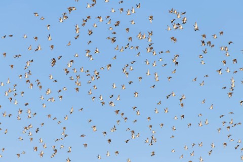 European golden plover (Pluvialis apricaria)