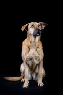 Mixed breed dog
