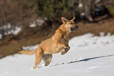 Mixed breed dog