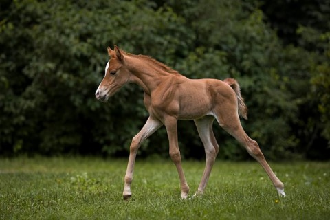 Thoroughbred Arabian filly on the meadow