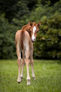 Thoroughbred Arabian filly on the meadow